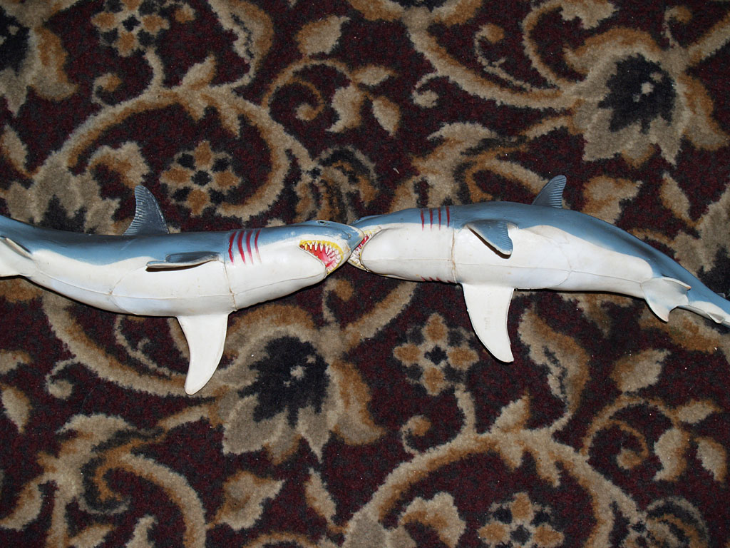 Sharks in love